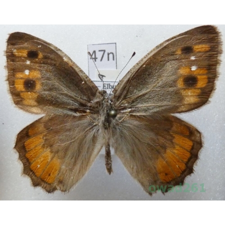 Pseudochazara pelopea persica (Christoph, 1877) male Iran47n